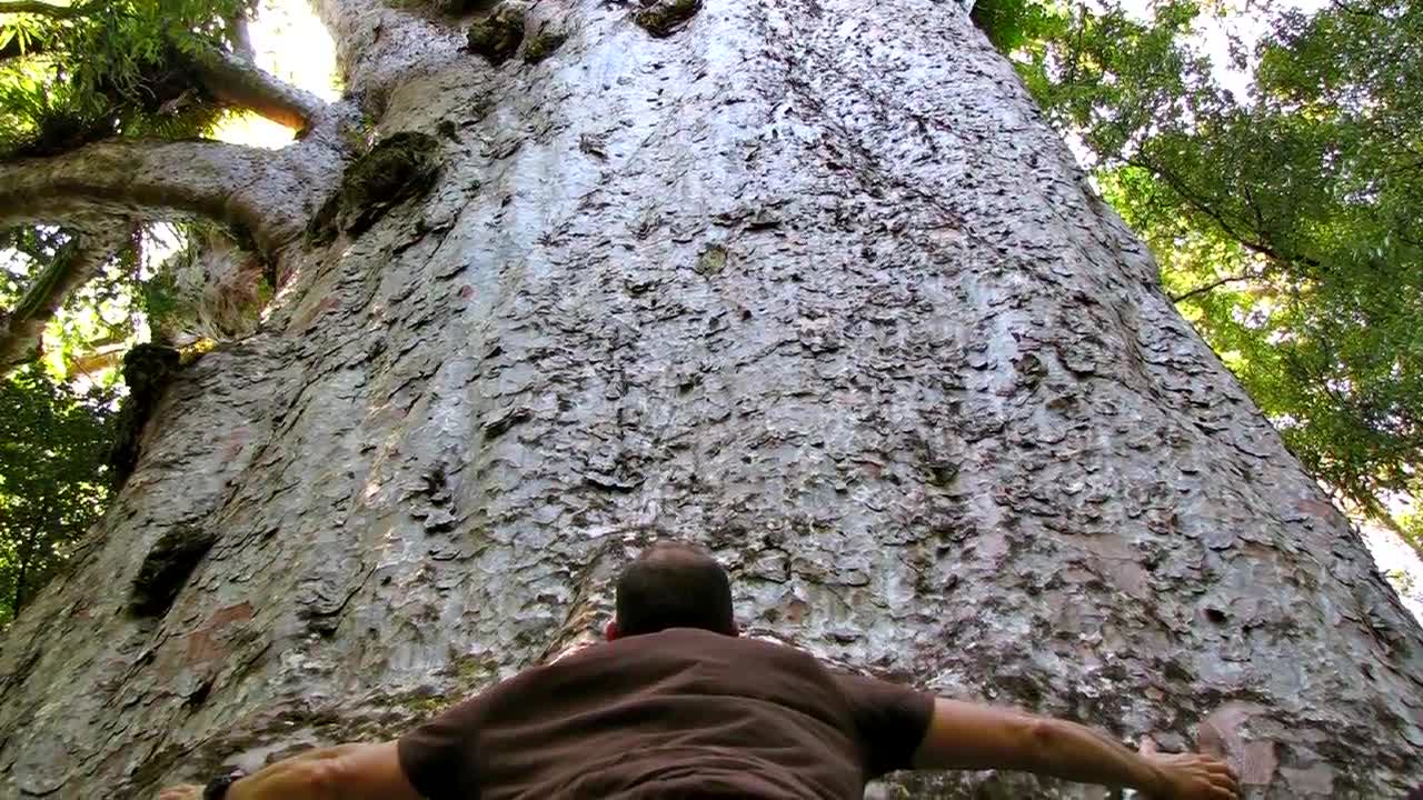 Top 5 BIGGEST Trees on Earth