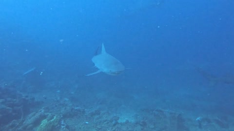 video recorded of sharks swimming around other fish