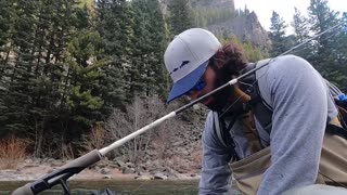 Gallatin River: Brown Trout