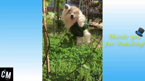 FUNNY ANIMAL PET VIDEO - Cute Pets and funny animals cat and dog Compilation