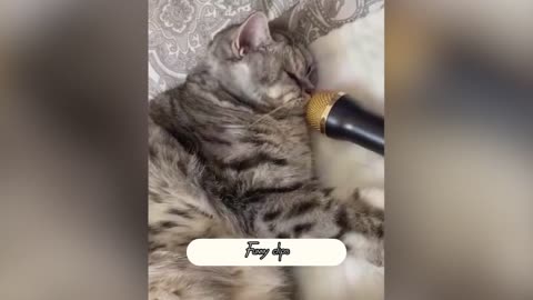 Sleeping funny cat 🤣