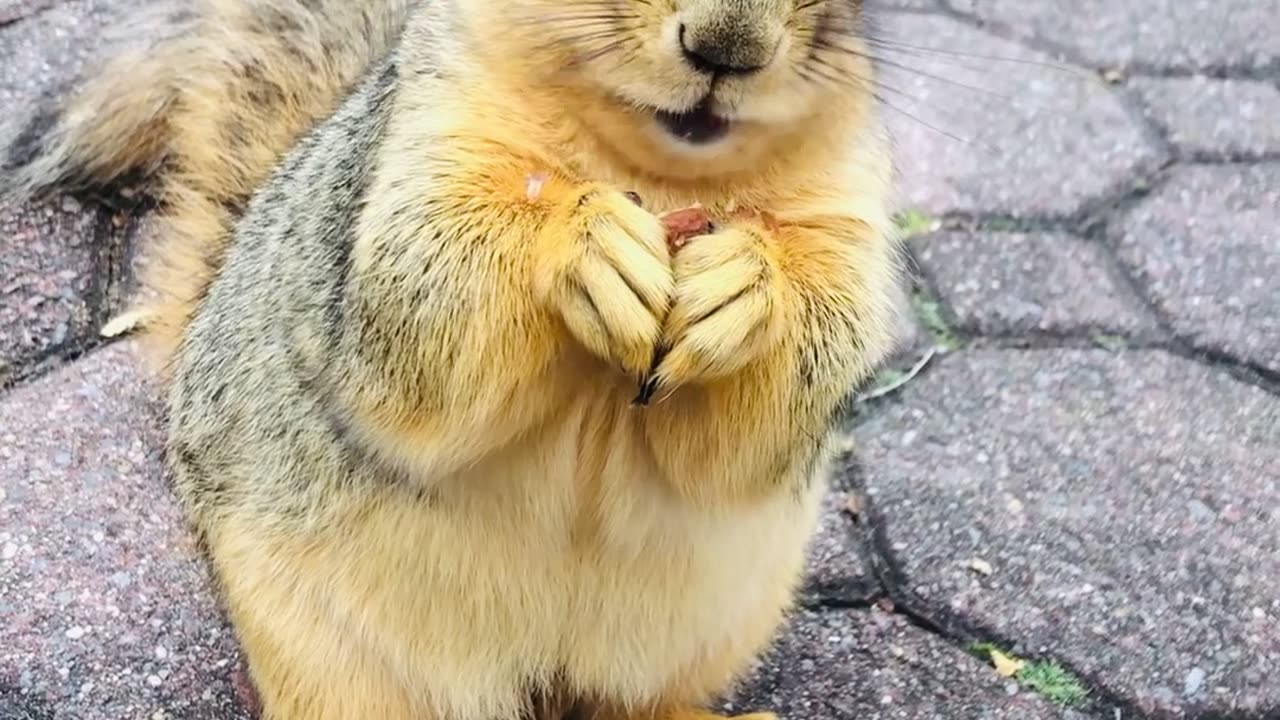 Injured Squirrel Able To Eat Normally Again