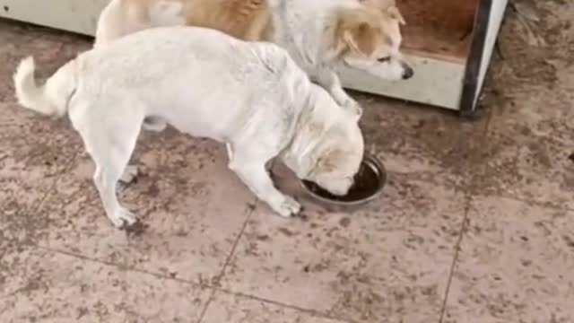 FUNNY ANIMAL #shorts #funny #fun #funnyvideo #tiktok #tiktokvideo