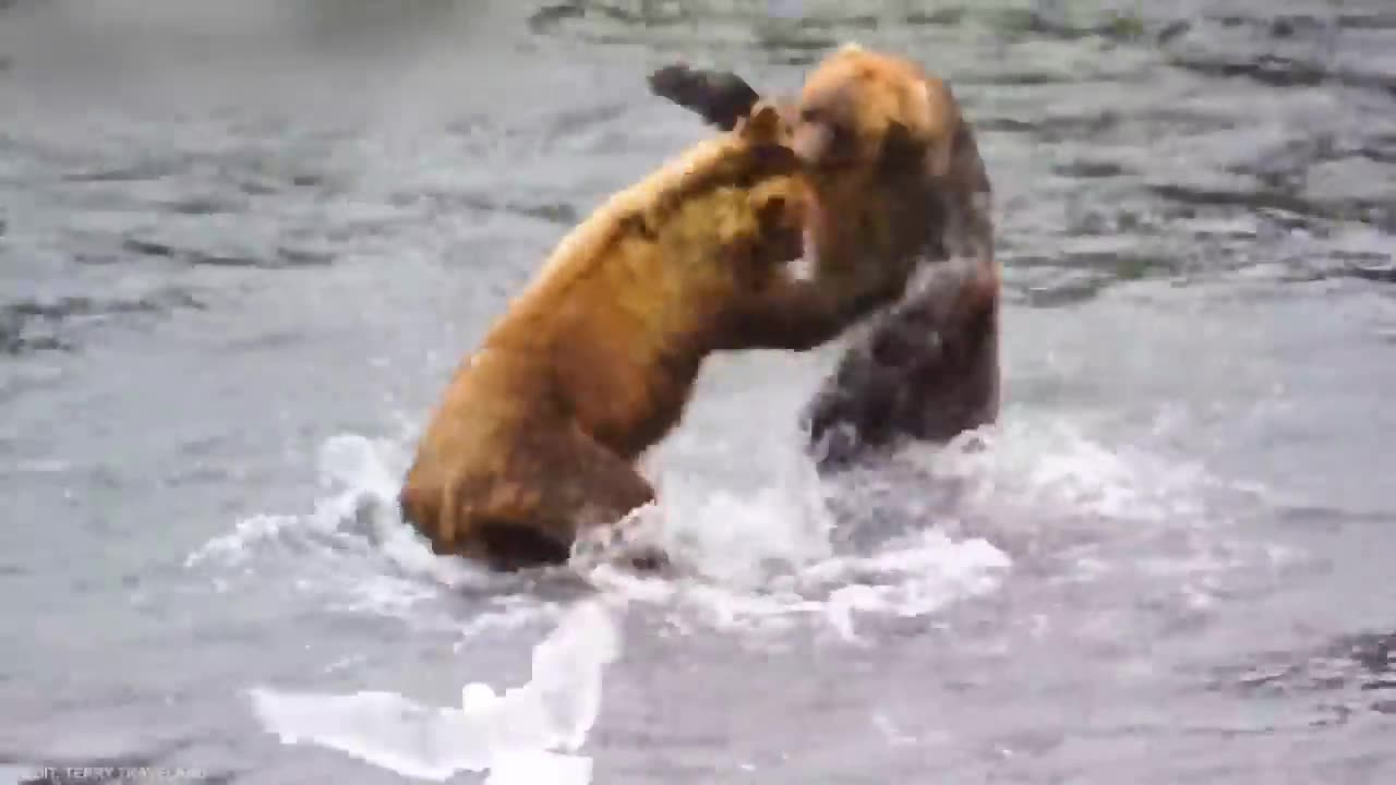 Craziest Animal Fights Of ALL TIME...#Part 1