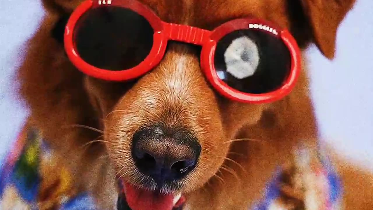 Funny dog videos😜 | Memes And Funs | Funny moments🤣 | Funny Dogs | | Funny Animals |