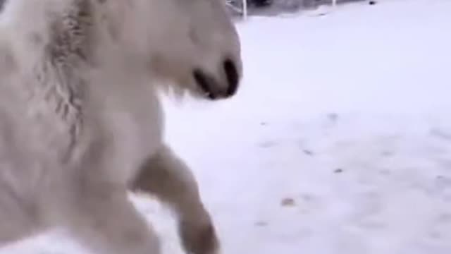 The pony is as white as the snow