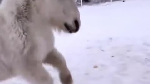 The pony is as white as the snow