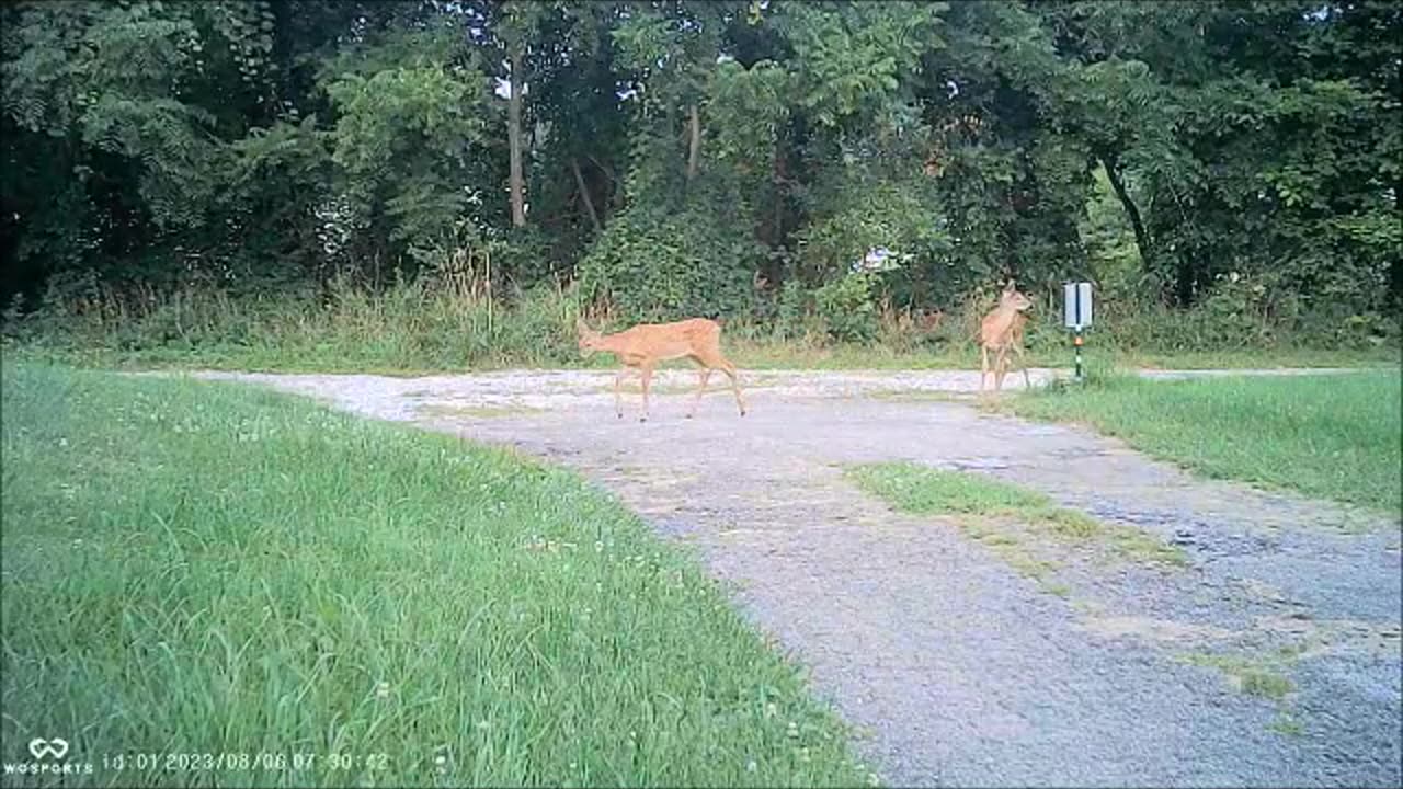 Backyard Trail Cams - Deer in the Driveway