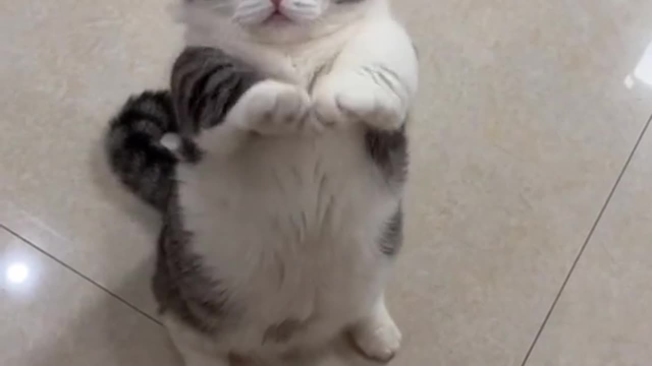 Eye Catching Funny and Cute Playful Kitty