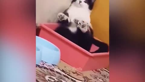bad ass cats