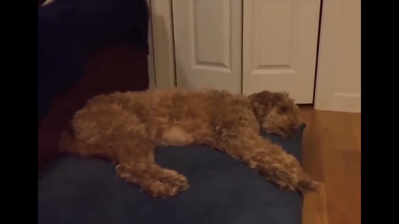 Puppy playing with her owner