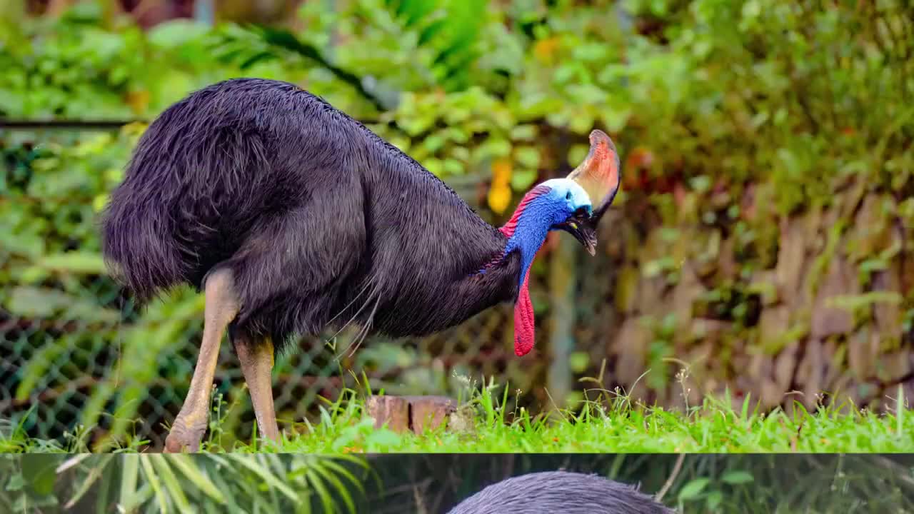 Emu vs Cassowary_ Who would win in a fight_