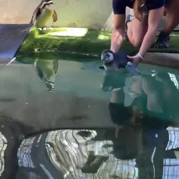 Baby Rio takes his first swim