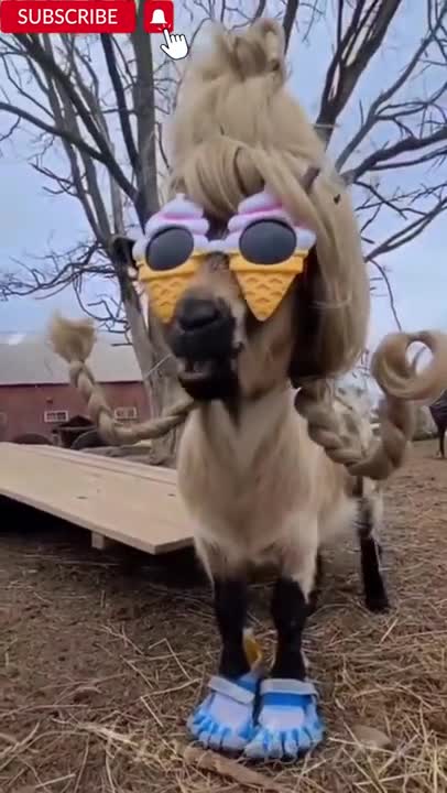 Funny animals cats and dogs Cute Animals dogs cats 🤣😂🥰