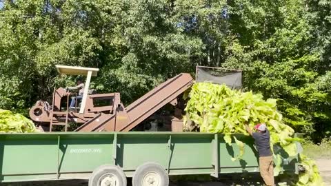 It's harvest season for Tobacco, Cotton and Peanuts in Northampton and Halifax Counties!