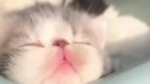 Find someone who sleeps more than this cat and type them in the comments section