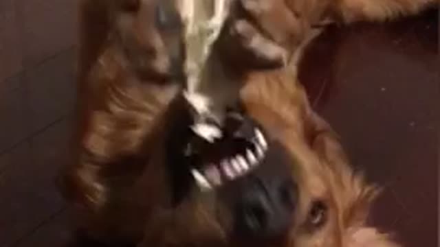 Silly golden retriever playing with his treat