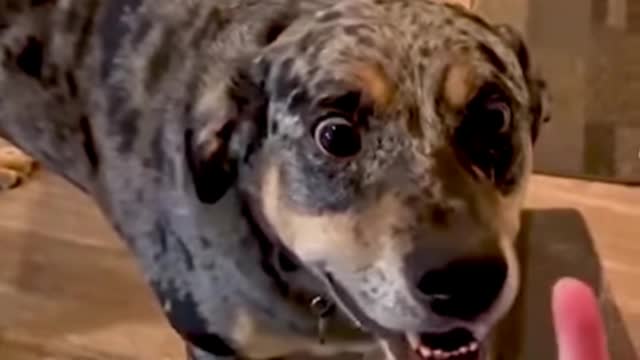 2021 Funny dog videos # Dogs Are the Best # They make you laugh