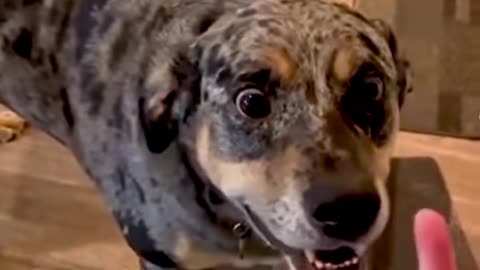 2021 Funny dog videos # Dogs Are the Best # They make you laugh