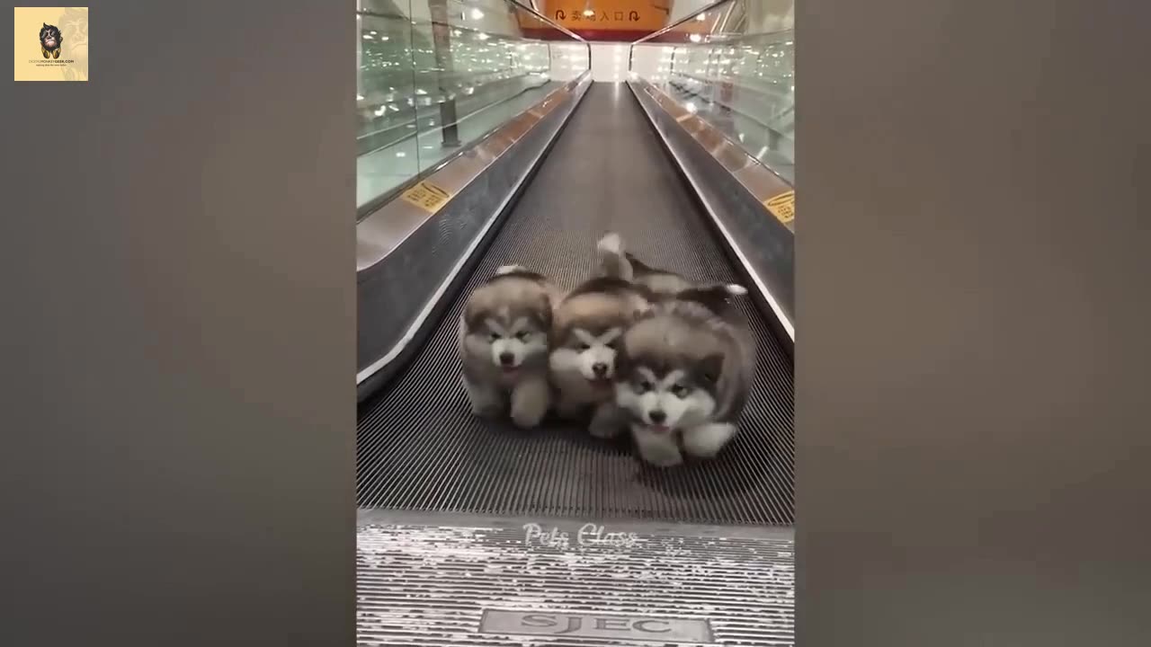 Funny Animal Video 02