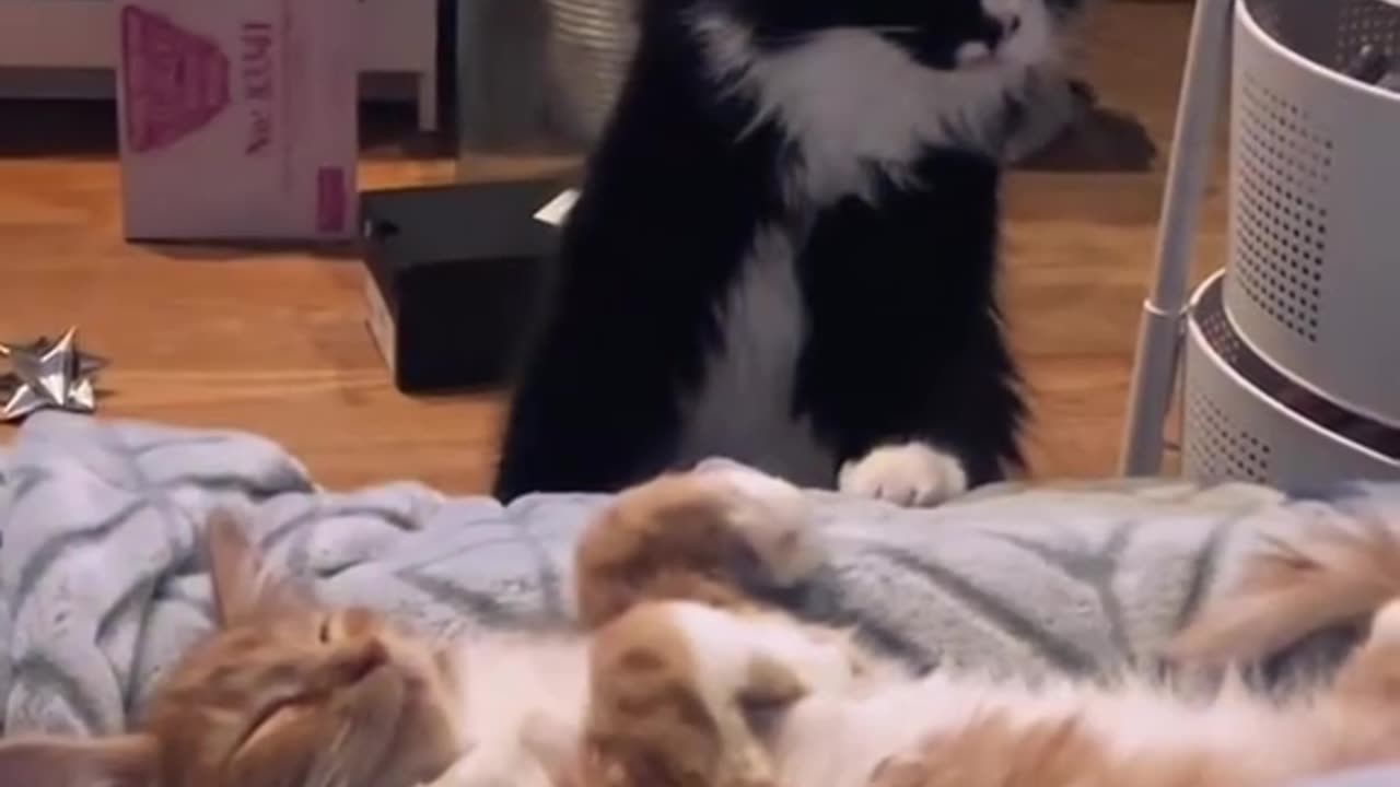 Does bean like the new cat!