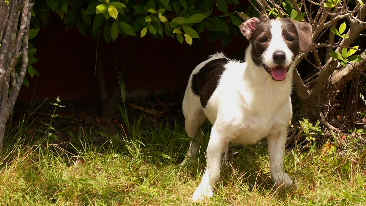 Cute Puppy Playing In The Ground