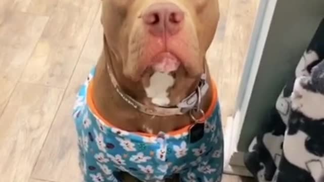 Dog #shorts #tiktok #dog