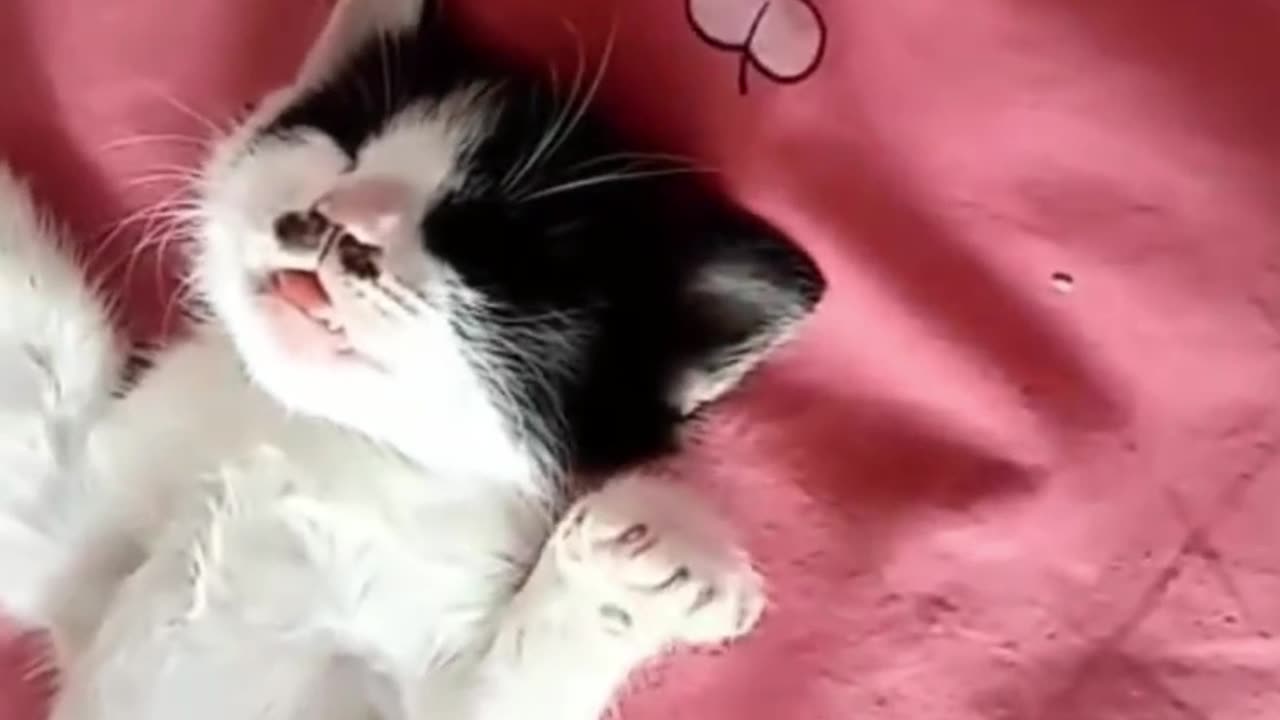 Cats and their life dramatic - FUNNIEST Cat Videos 2023