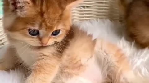 Funny Cat Clip