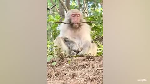 Laugh a Lot With The Funny Moments Of Monkeys 🐵 Funniest Animals Video