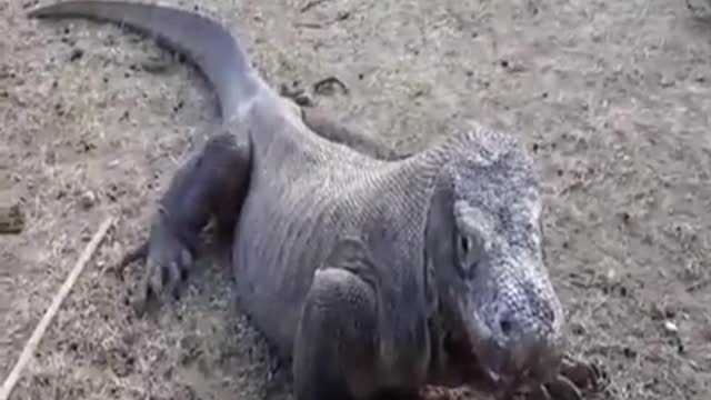 Komodo dragon is so hungry