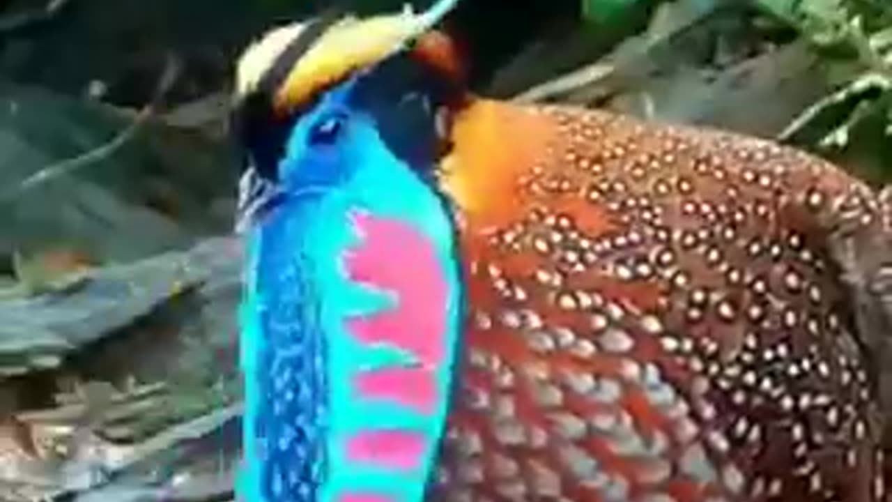 Nature's beautiful birds