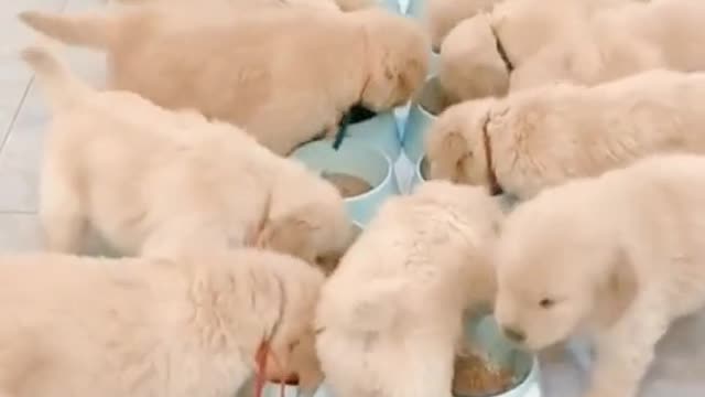 Wow so many cute baby dog