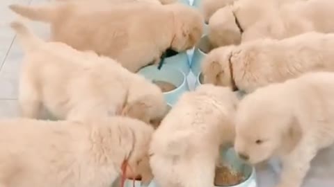 Wow so many cute baby dog