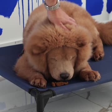 DON’T LET YOUR DOG BE A DONKEY!