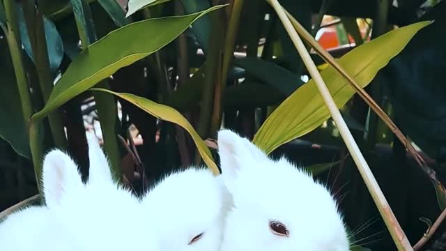 Funny Rabbit Playing