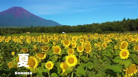 Mt. Fuji has a graceful shape.