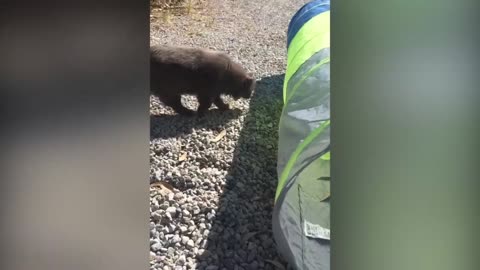 Maybe you like cat ?so you watch this video. But don't forget to follow and like the video