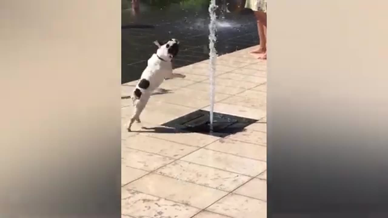 Funniest Animals π funny Dogs and cats videas 2023πΊπΆ part6