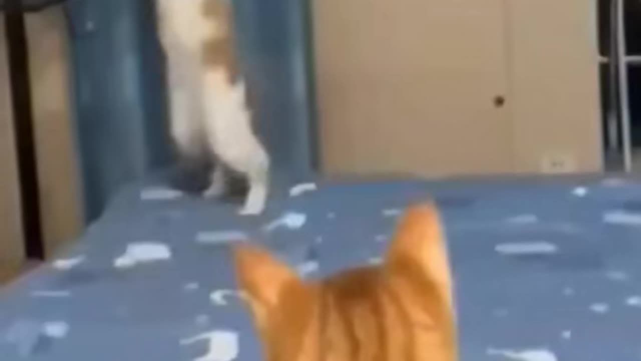 dancing cat