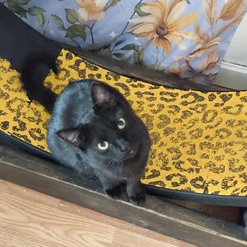 Cat Meows on Command!