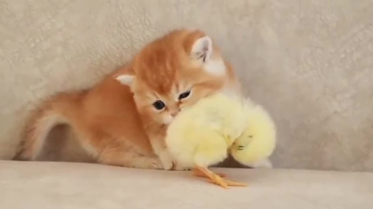 Awwwww these both are so cute..