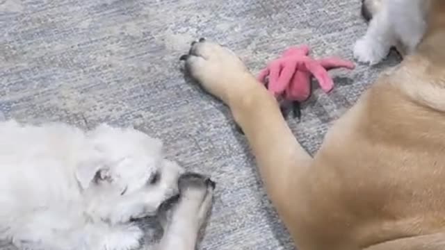 Patient Bullmastiff lets Westie pupppies play all over her