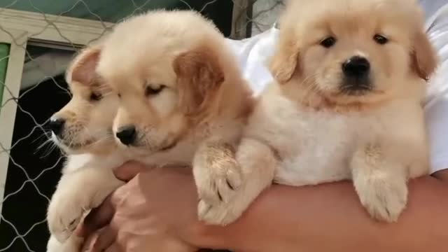 Three cute little yellow dogs