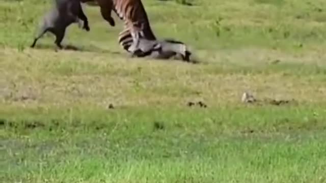 alligator tries to attack tiger!