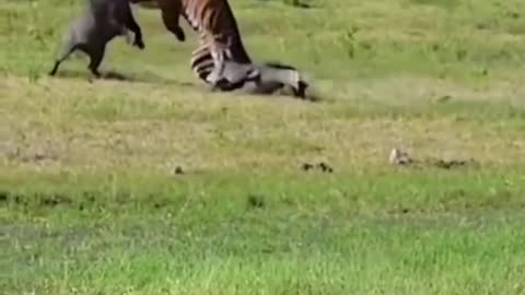 alligator tries to attack tiger!