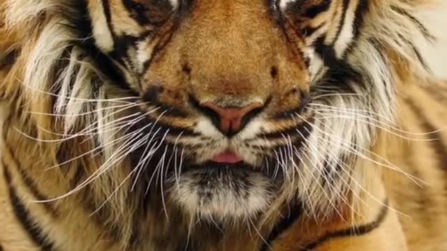 Animal world encouraging positive energy tiger