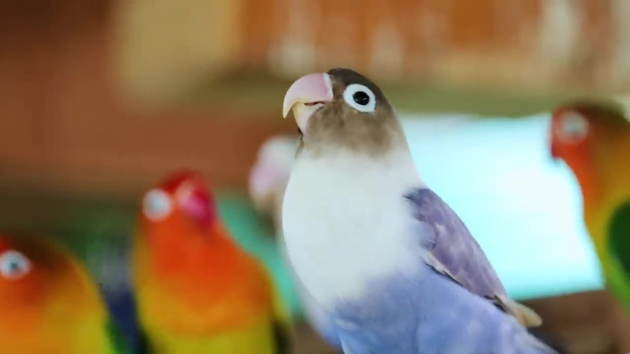 Natural Aviary of Cockatiels & Lovebirds