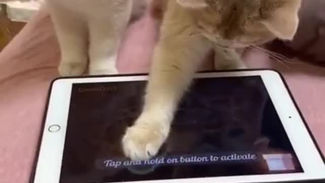 So Clever And Funny Cat Playing Game