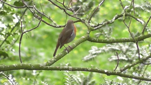 Free Bird Sounds Nature Blessings